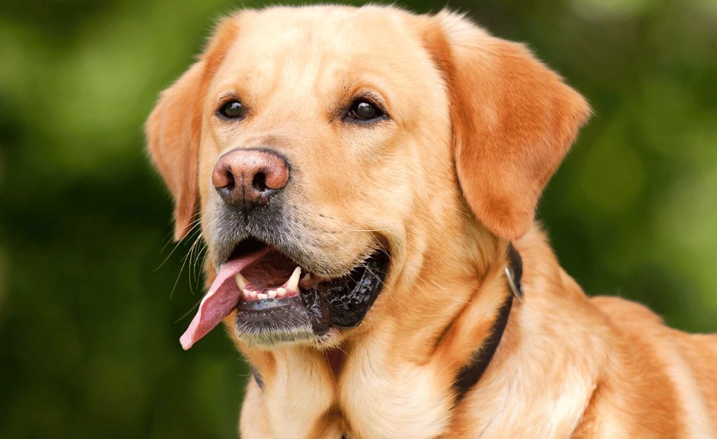 What To Know About Labrador Retrievers