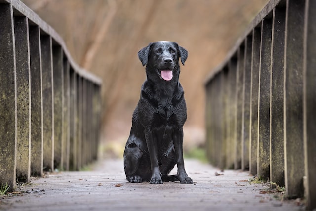Understanding and Managing Excessive Panting in Labradors