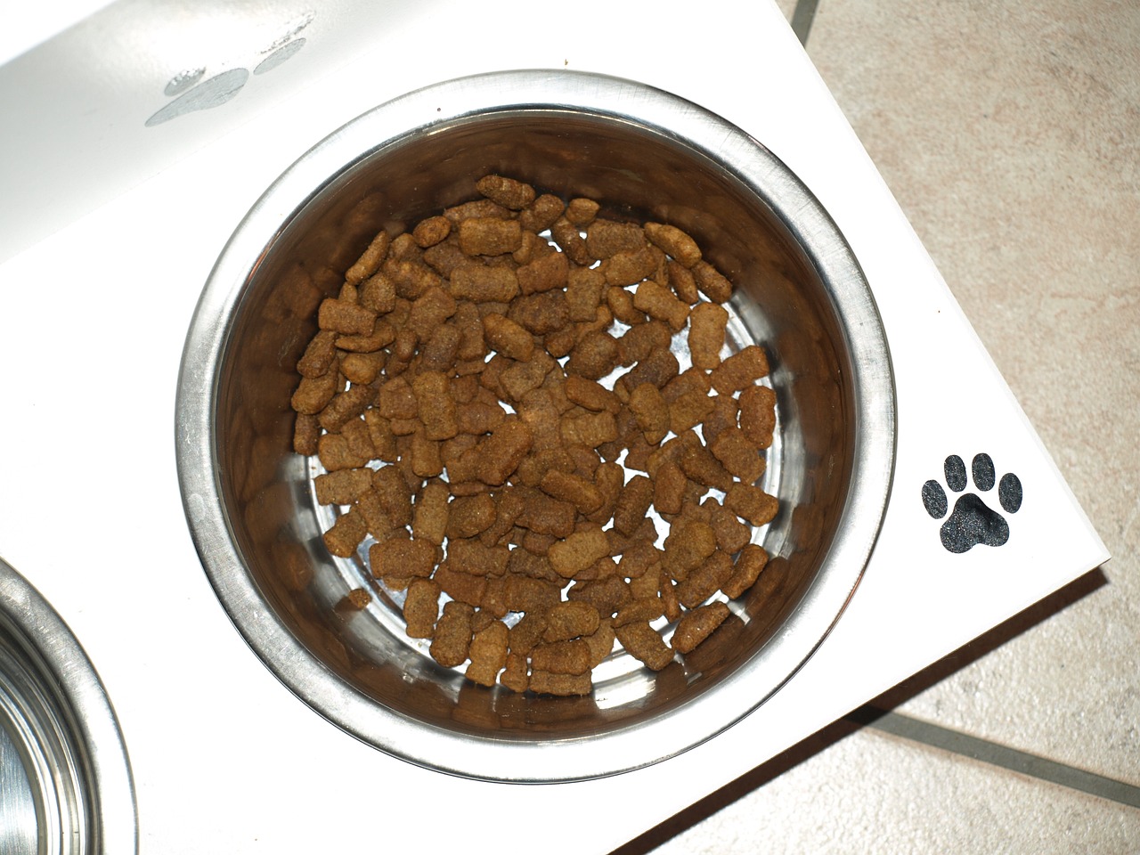 best dog food for labrador puppy (featured image)