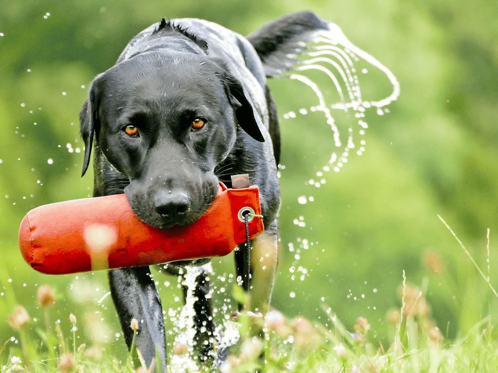 How To Train A Labrador For Hunting