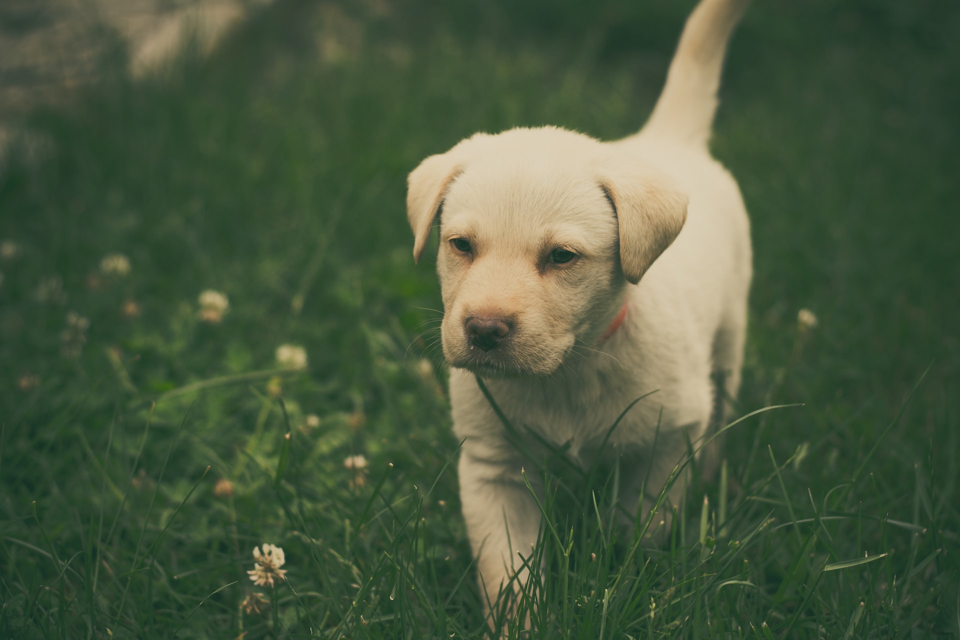 A Quick Guide on How to Potty Train A Puppy Labrador