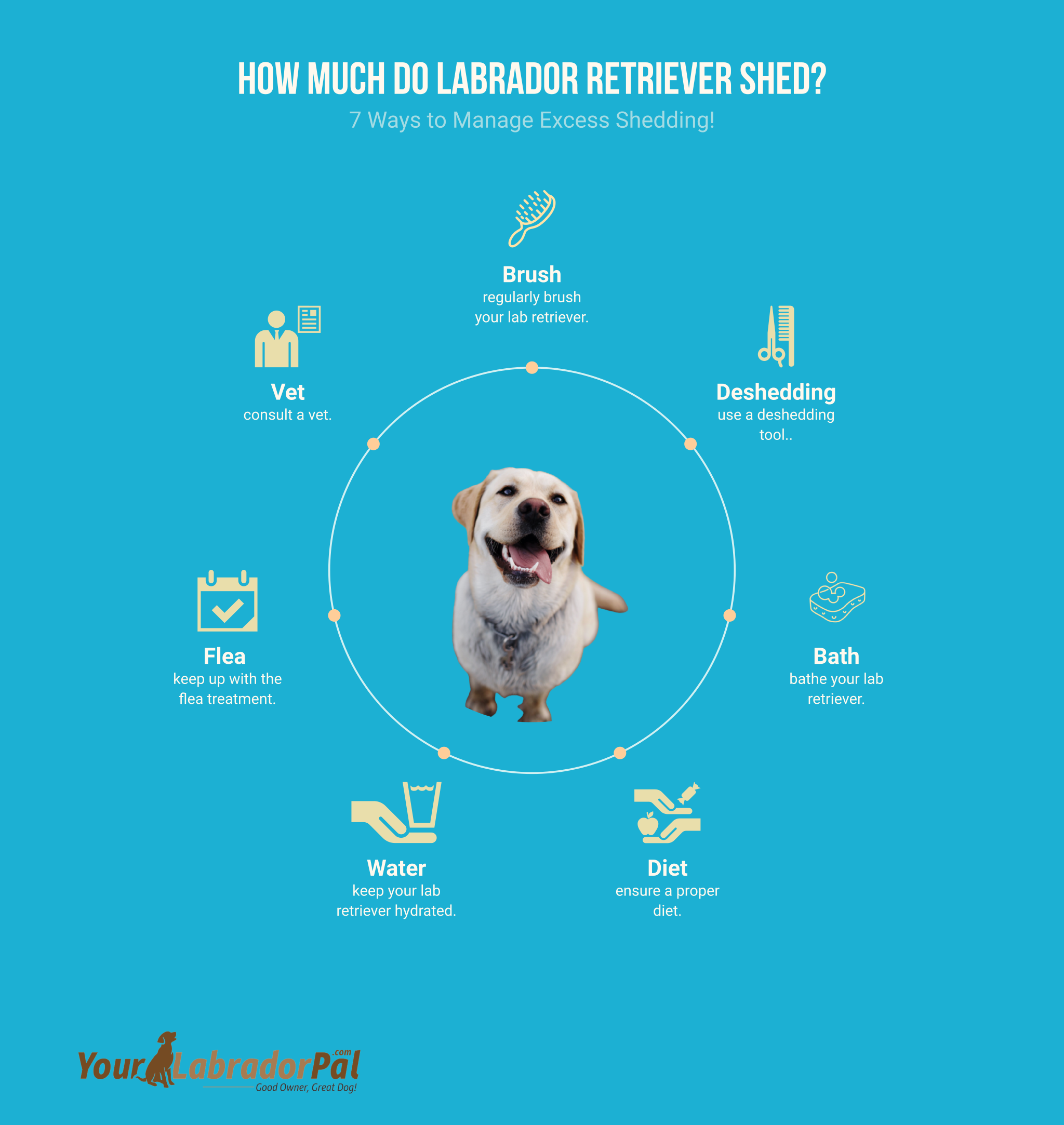 how much do labrador retriever shed (infographic)