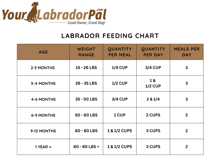 How Much to Feed a Labrador Retriever?