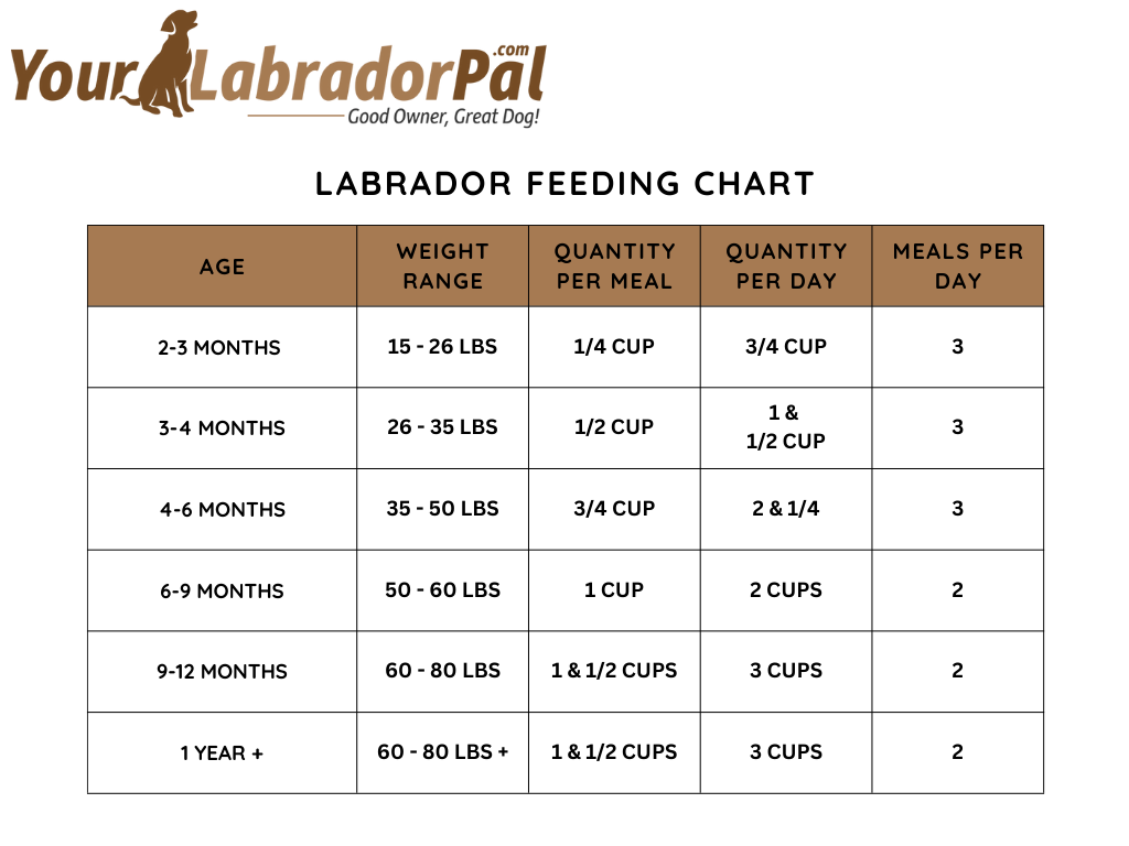 labrador feeding chart