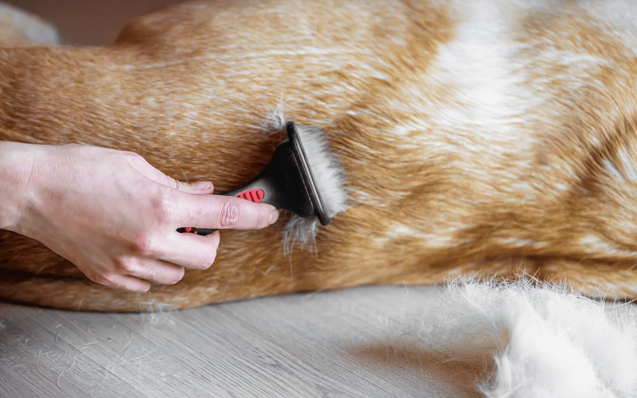 How Much do Labrador Retriever Shed? A Grooming and Care Guide