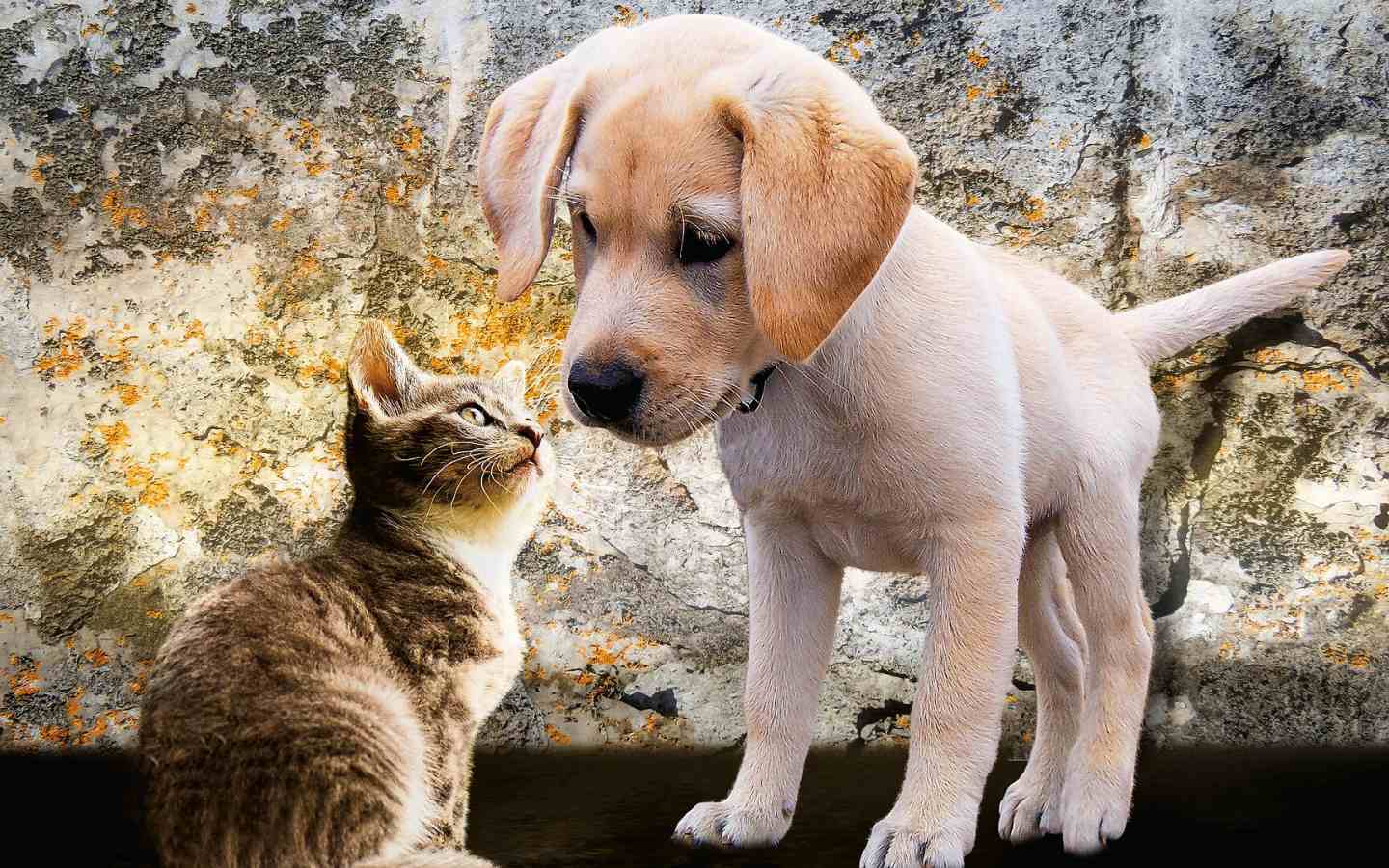 labrador puppy and a young cat starring at each other