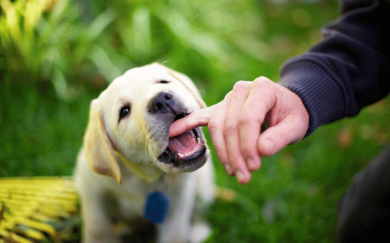 labrador puppy biting a persons hand