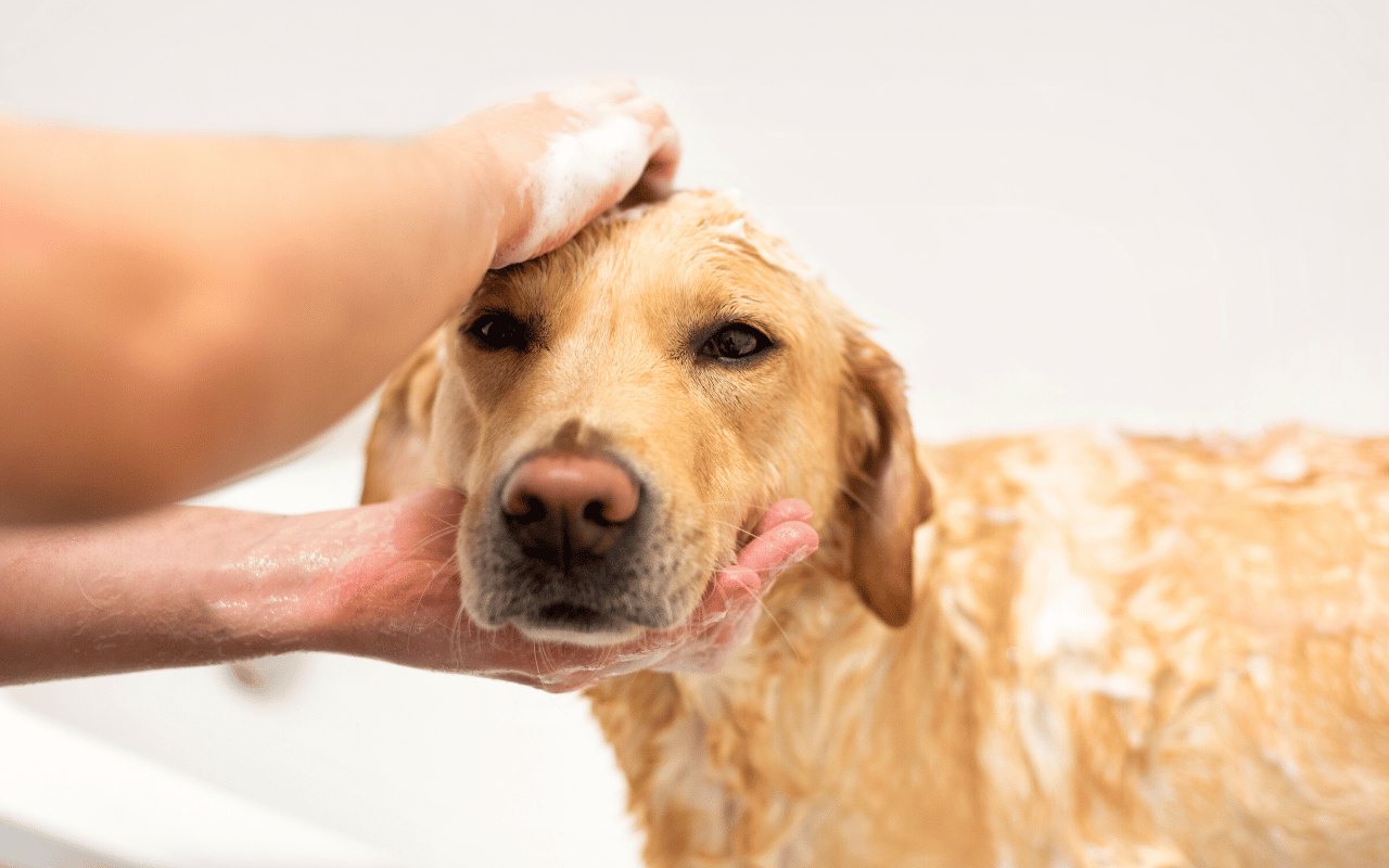 labrador retriever being bathed