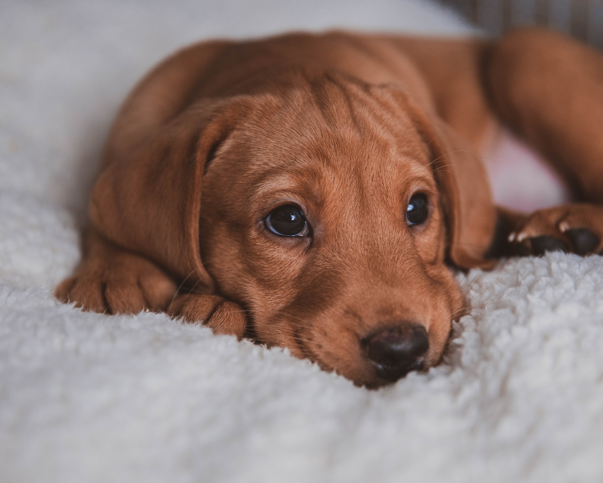Successful House Training Tips For Labrador Puppy