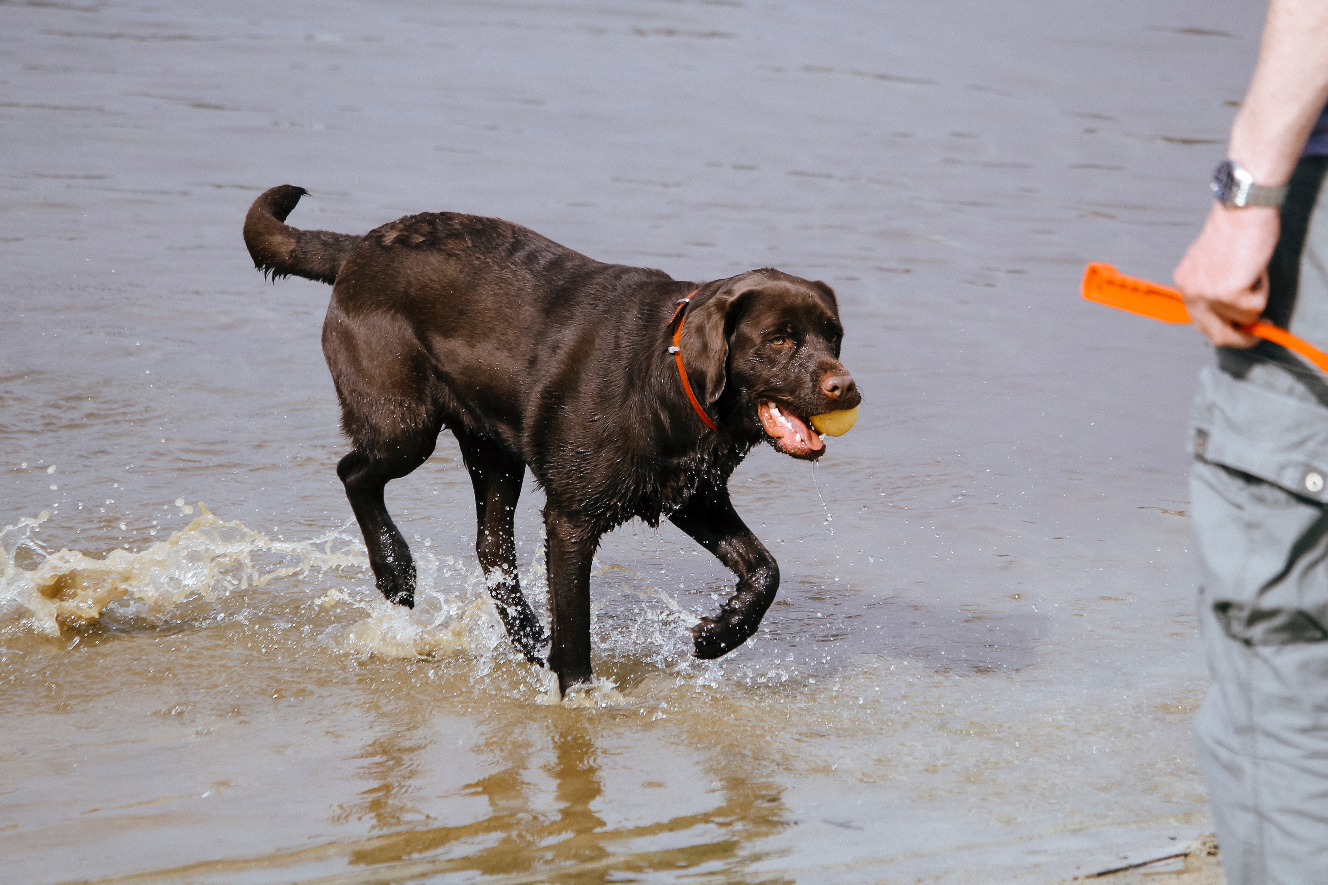 How To Train A Labrador For Hunting