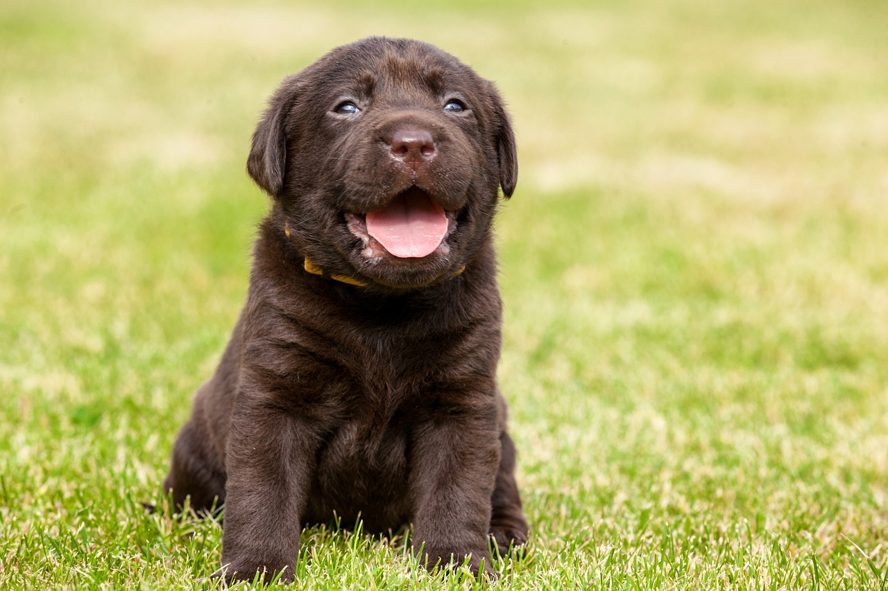 What Age Should Your Lab Start Potty Training