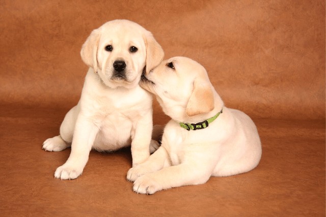 puppy labrador biting another puppy labrador on the ear