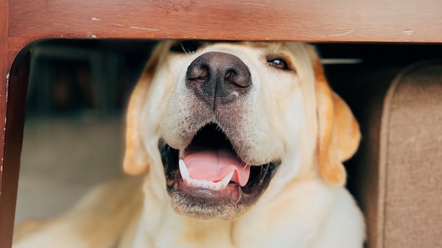 Labrador’s Barking Behavior: Reasons, Tips To Manage It, And MORE!