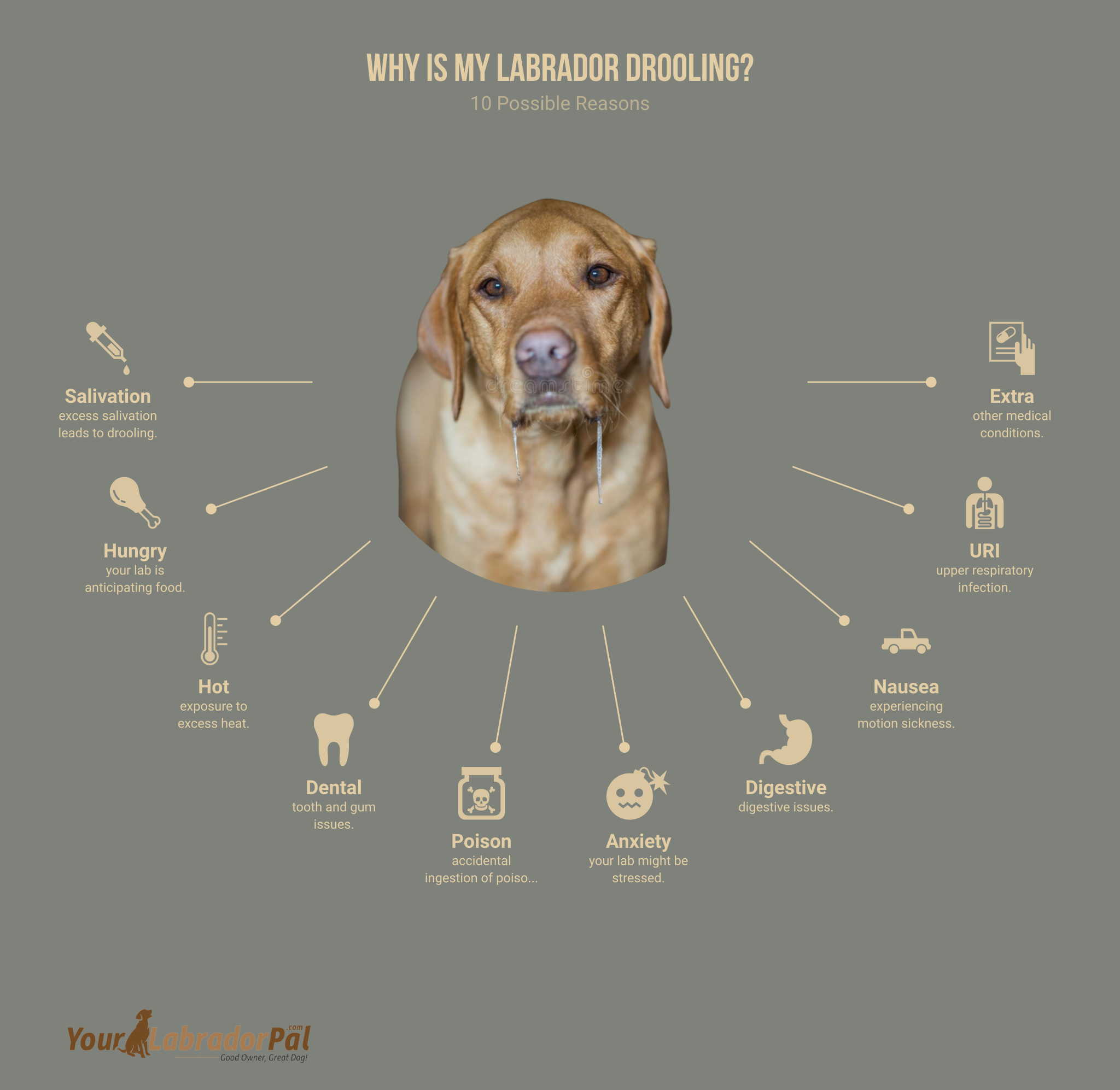 why is my labrador drooling (featured image)