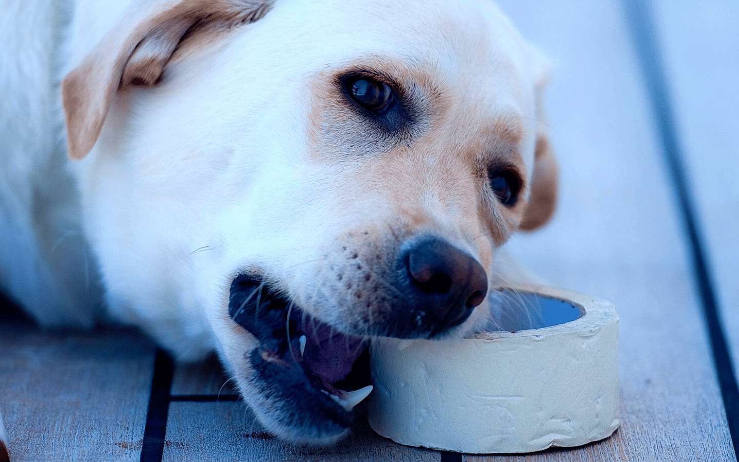 yellow labrador chewing a roll of tape