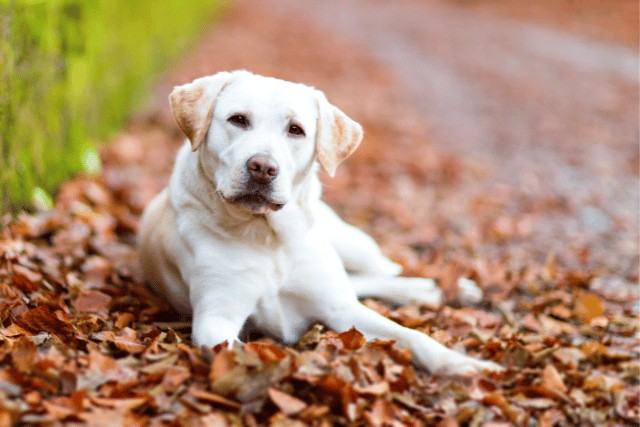 yellow labrador lying in leaves looking curiously