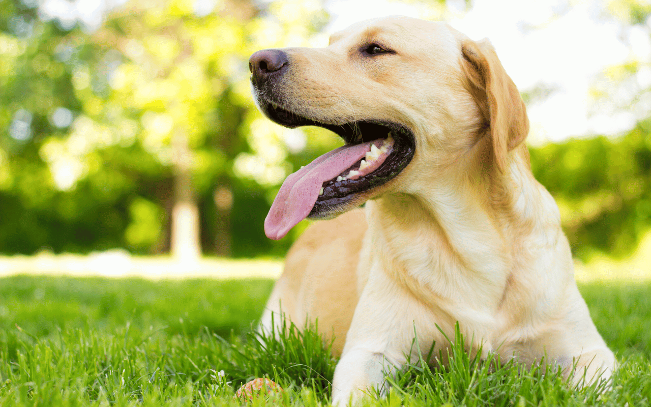 yellow labrador lying in the grass
