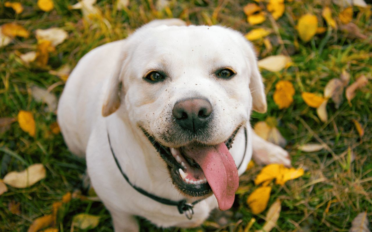 yellow labrador with its tongue out