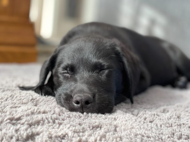 Why Does My Labrador Sleep So Much?