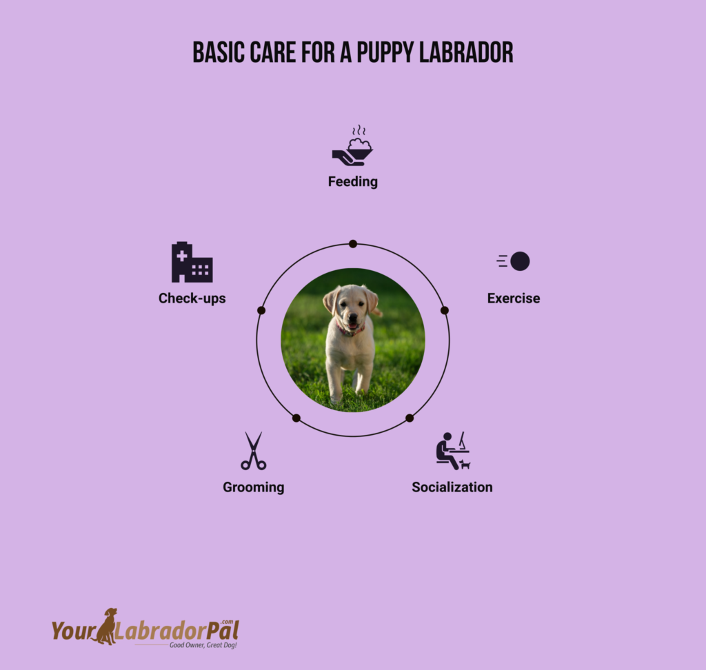 taking care of a puppy labrador
