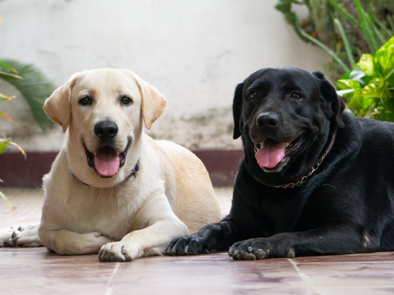 What Color Labrador Is Most Expensive?