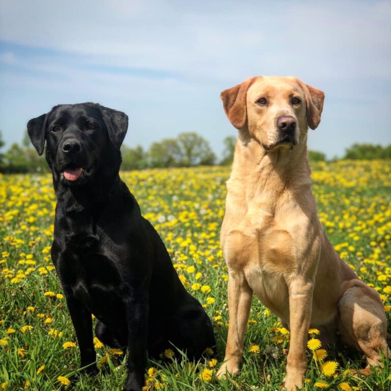 What Is A British Labrador?