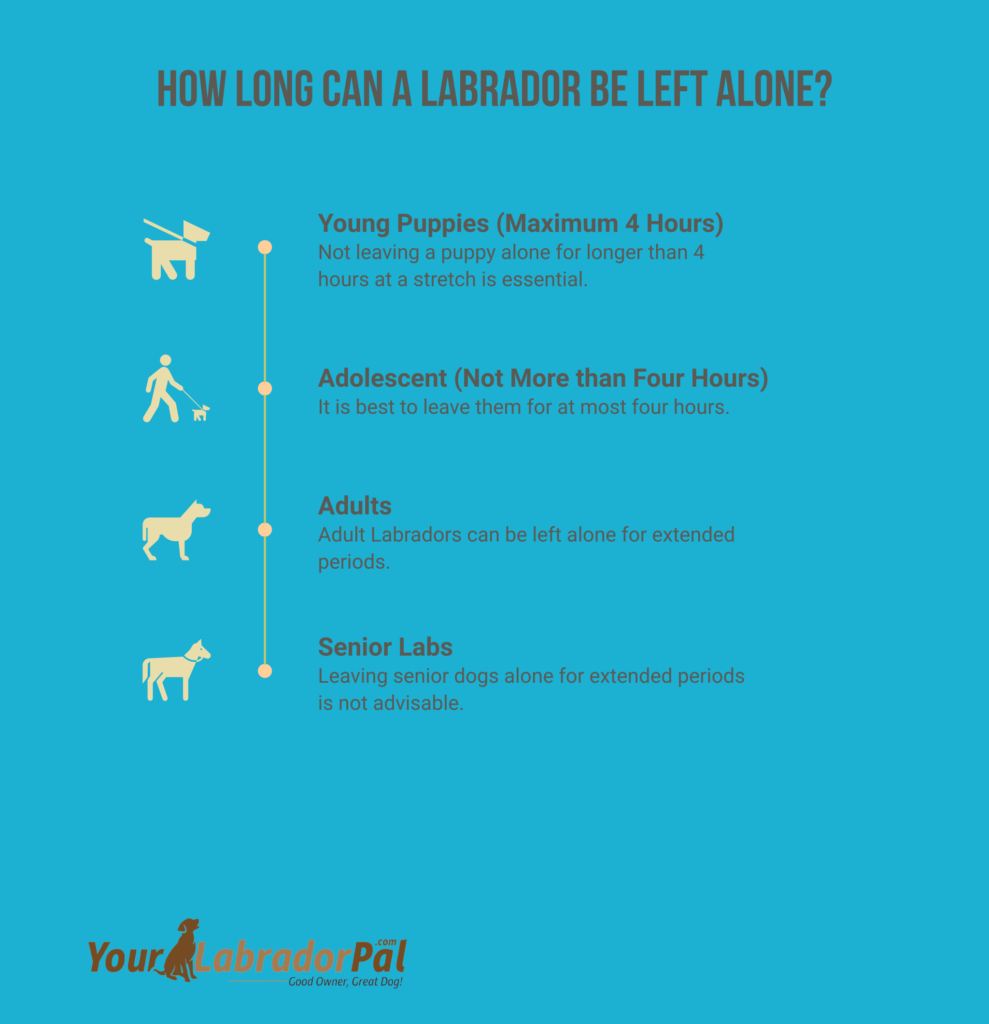 how long can a labrador be left alone
