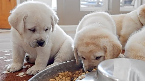 Feeding  A Labrador Puppy: How Often To Feed My Puppy