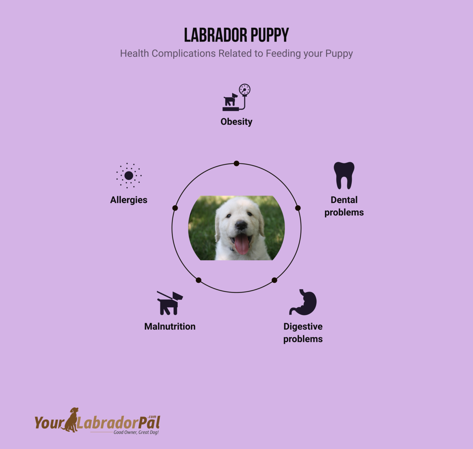 Feeding A Labrador Puppy: How Often To Feed My Puppy - YourLabradorPal.com