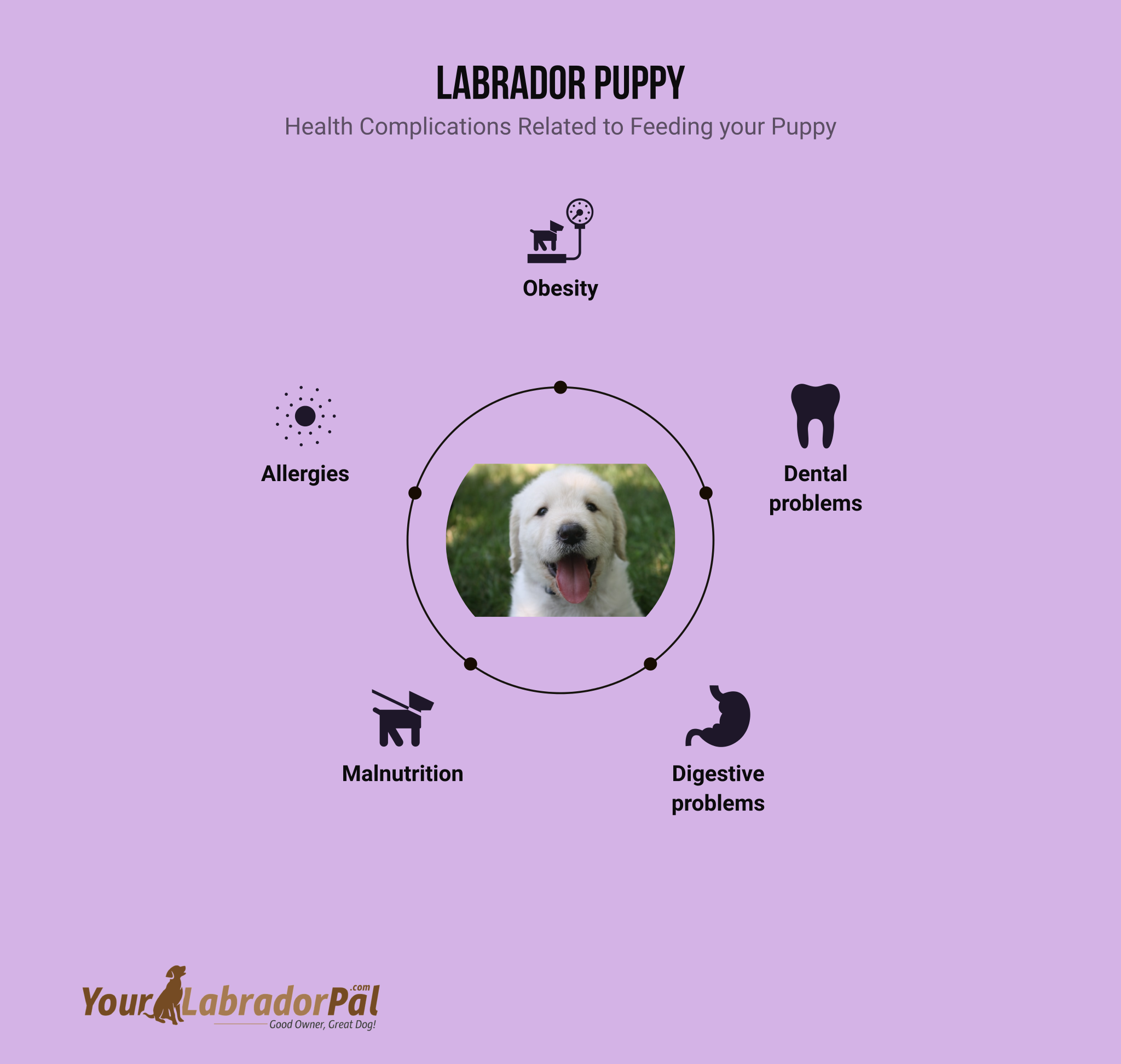 feeding-a-labrador-puppy-how-often-to-feed-my-puppy-yourlabradorpal