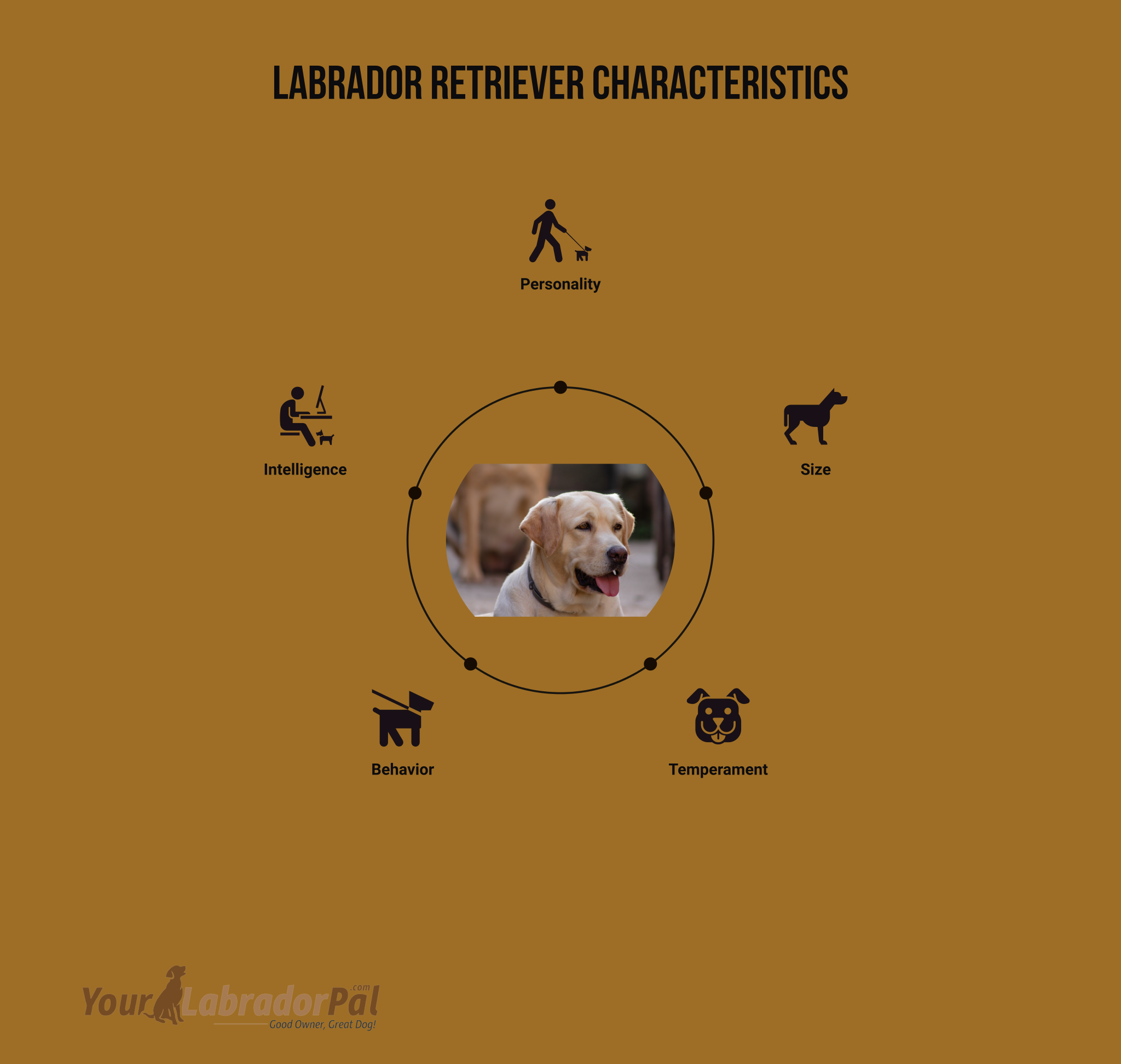 when did labrador retrievers originate