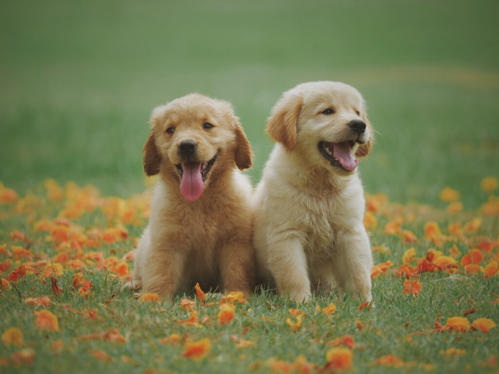 what is the difference between a golden retriever and a labrador retriever