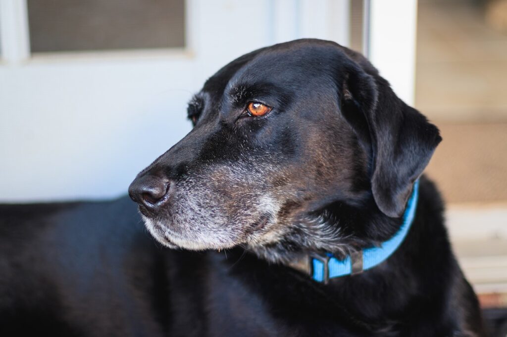 at what age is a labrador considered a senior