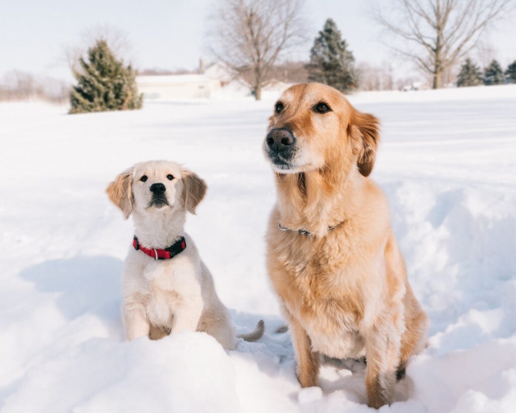 what is the difference between a golden retriever and a labrador retriever