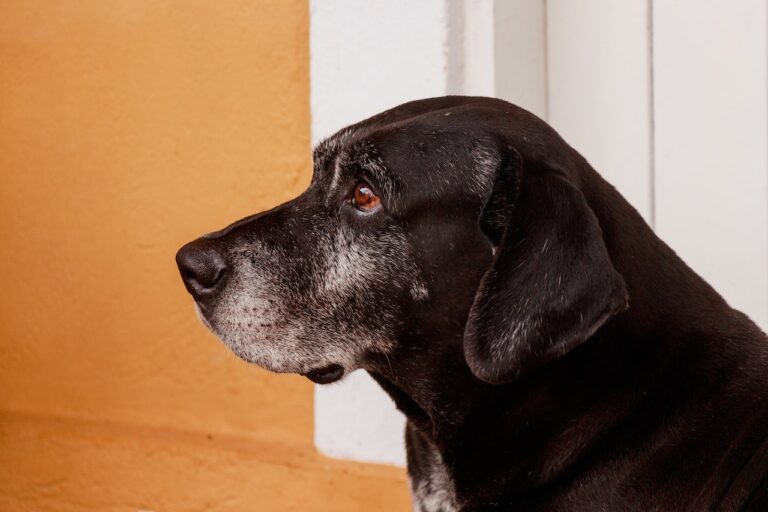 At What Age Is a Labrador Considered a Senior?