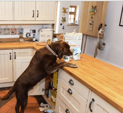 How To Prevent Labrador Counter Surfing