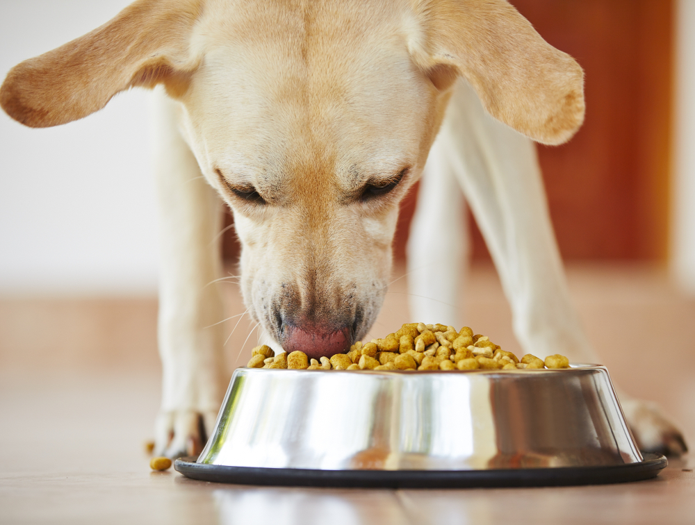 Choosing the Right Adult Dog Food for Your Labrador