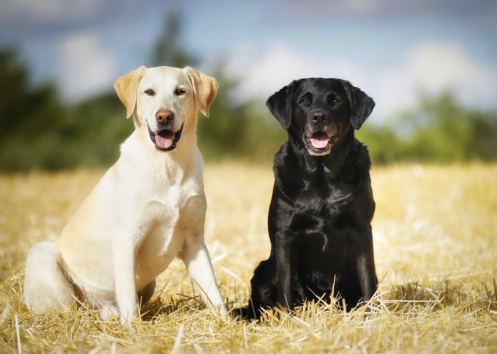 how much exercise does a labrador retriever need