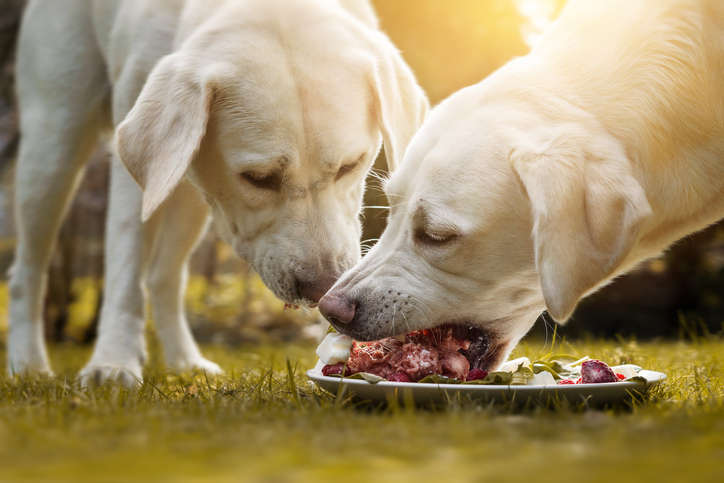 Understanding The Nutritional Needs of Labradors