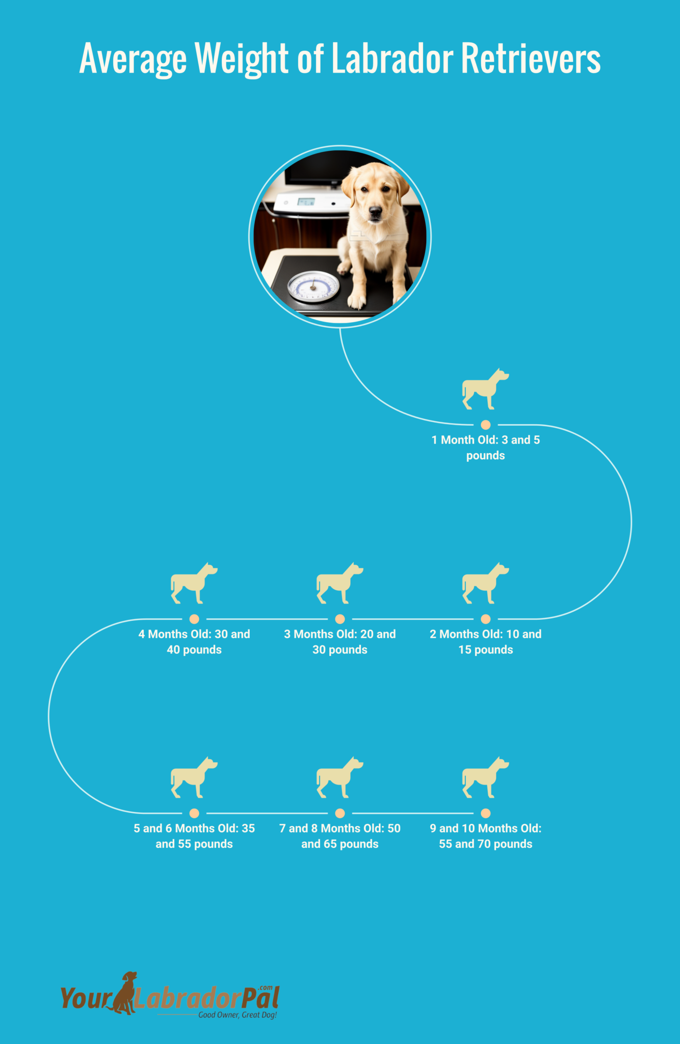 How Much Does a Labrador Retriever Weigh? Understanding Dog's Weight