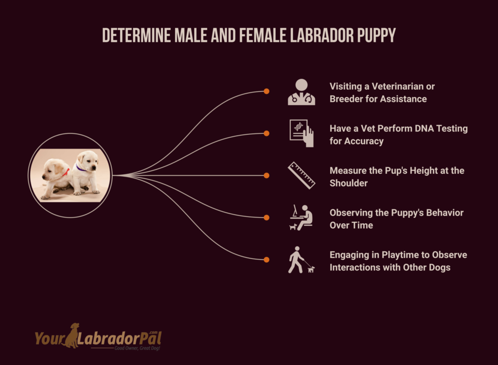 how to identify male and female labrador puppy