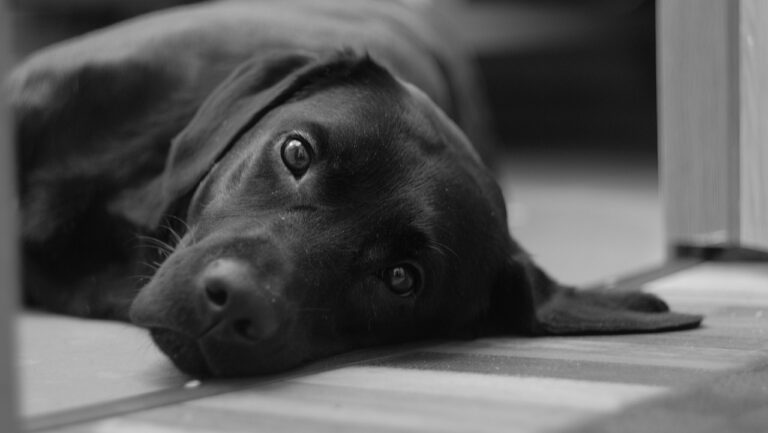 What to Give Labrador for Pain? Pet Owner’s Pain Relief Options