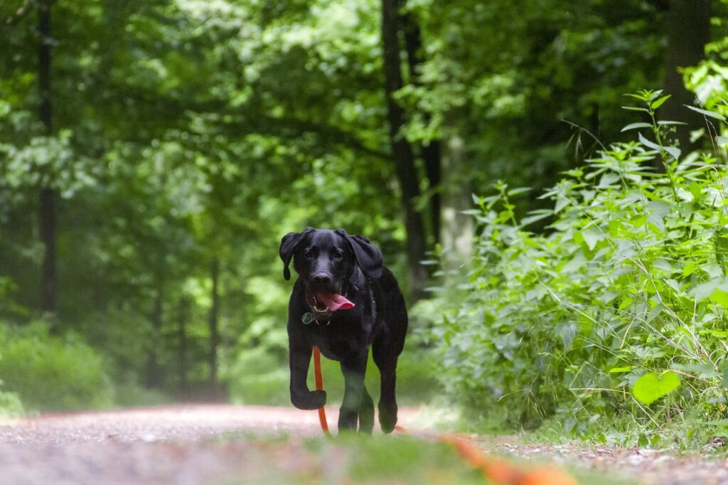 how much exercise does a labrador retriever need