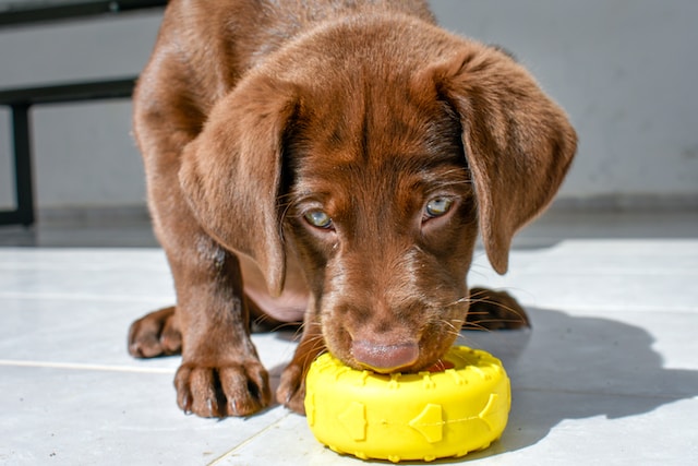 Are Labradors Prone To Separation Anxiety?