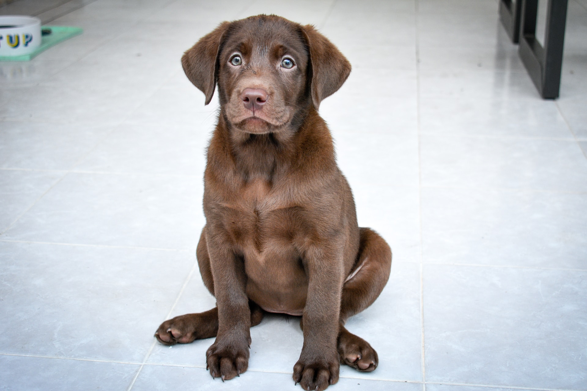 at what age can a female labrador mate