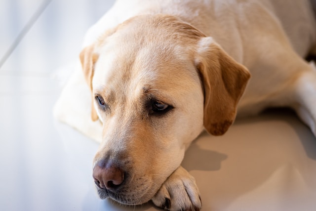 Safeguarding Your Labrador’s Well-being: The Essential Guide to Labrador Retriever Health Screenings