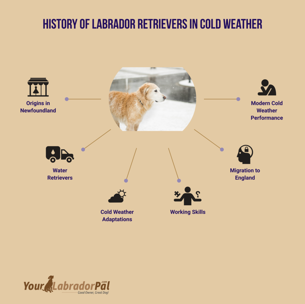 how cold is too cold for a labrador retriever