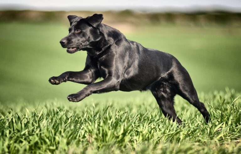 Unleashing the Speed: How Fast Can a Labrador Retriever Run?