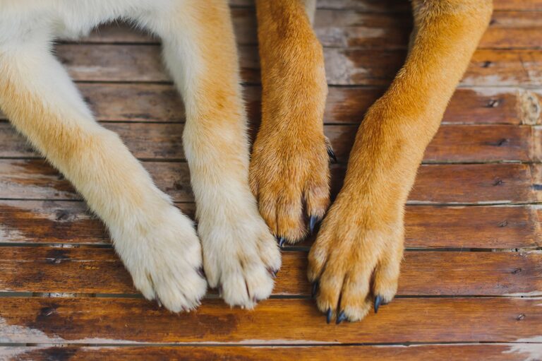 Avoiding Overgrown Nails: How Long Should Labrador Nails Be