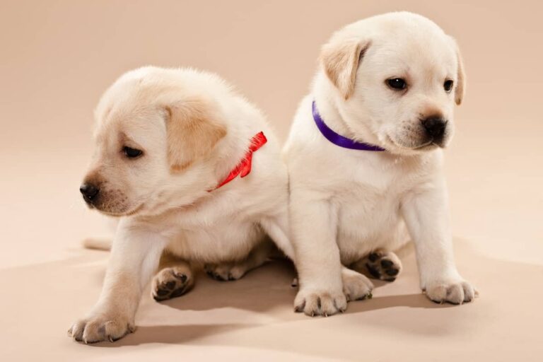 Expert Tips on How to Identify Male and Female Labrador Puppy